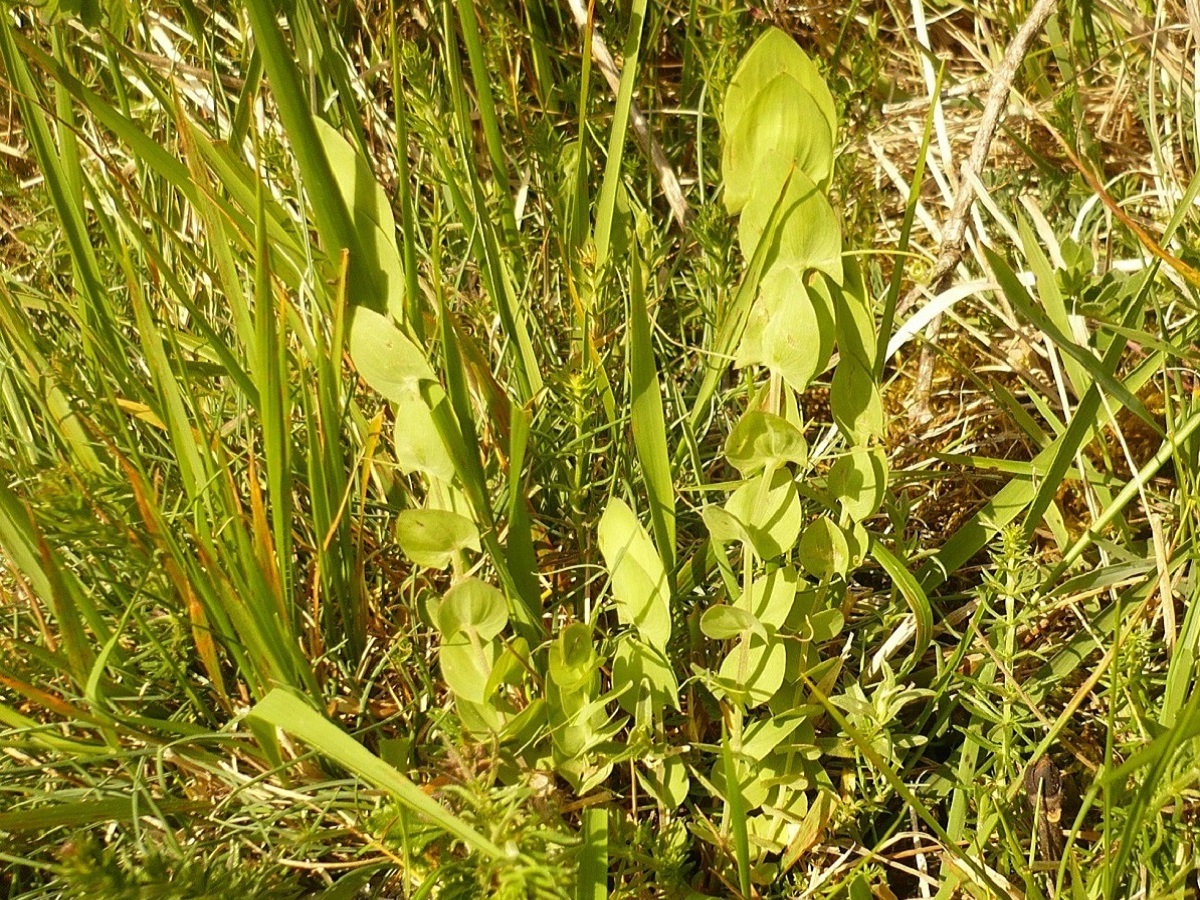 Lathyrus aphaca (Fabaceae)